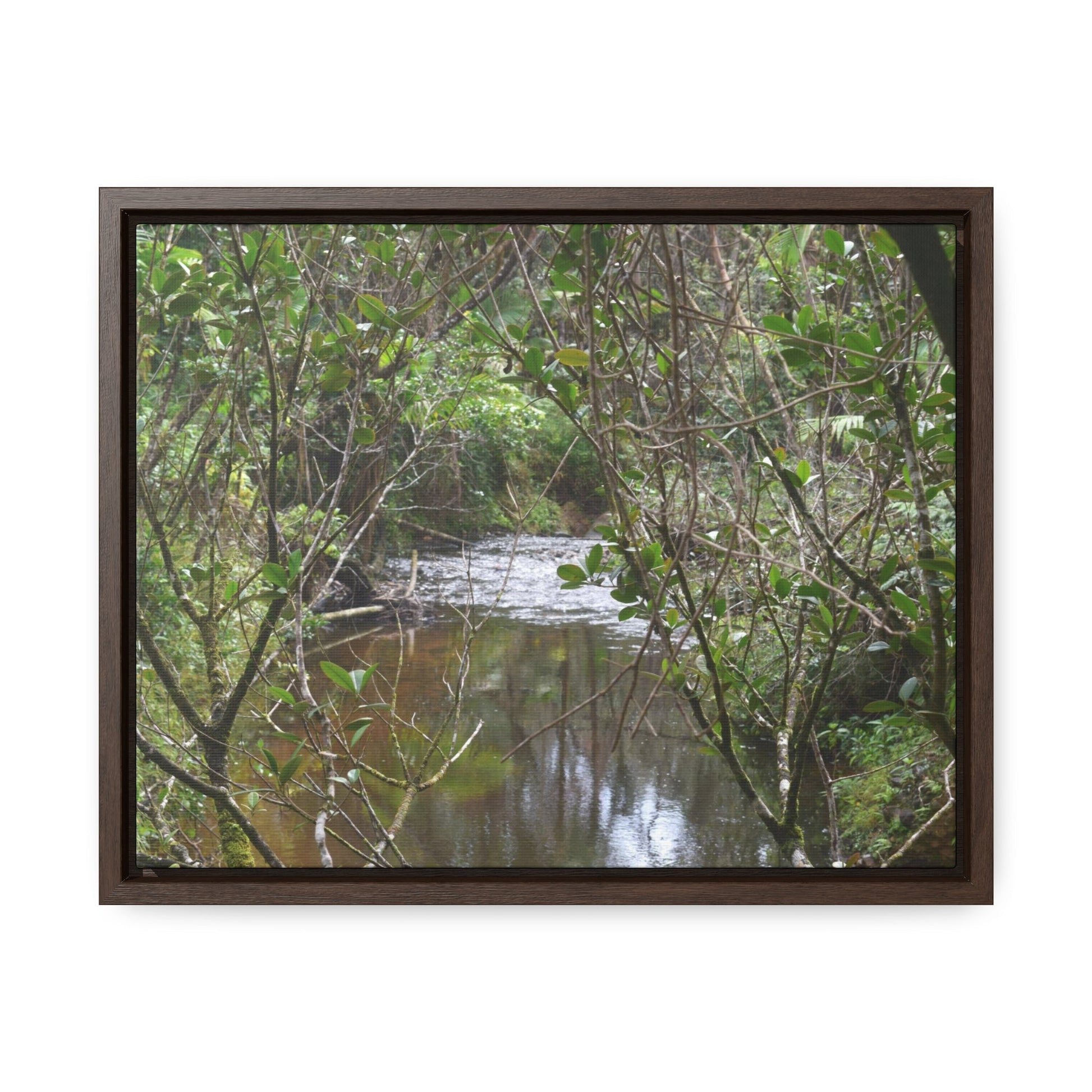 Rainforest Trails & Views - Gallery Canvas Wraps, Horizontal Frame - El Yunque National Forest - Puerto Rico - View of Rio Sabana - Green Forest Home