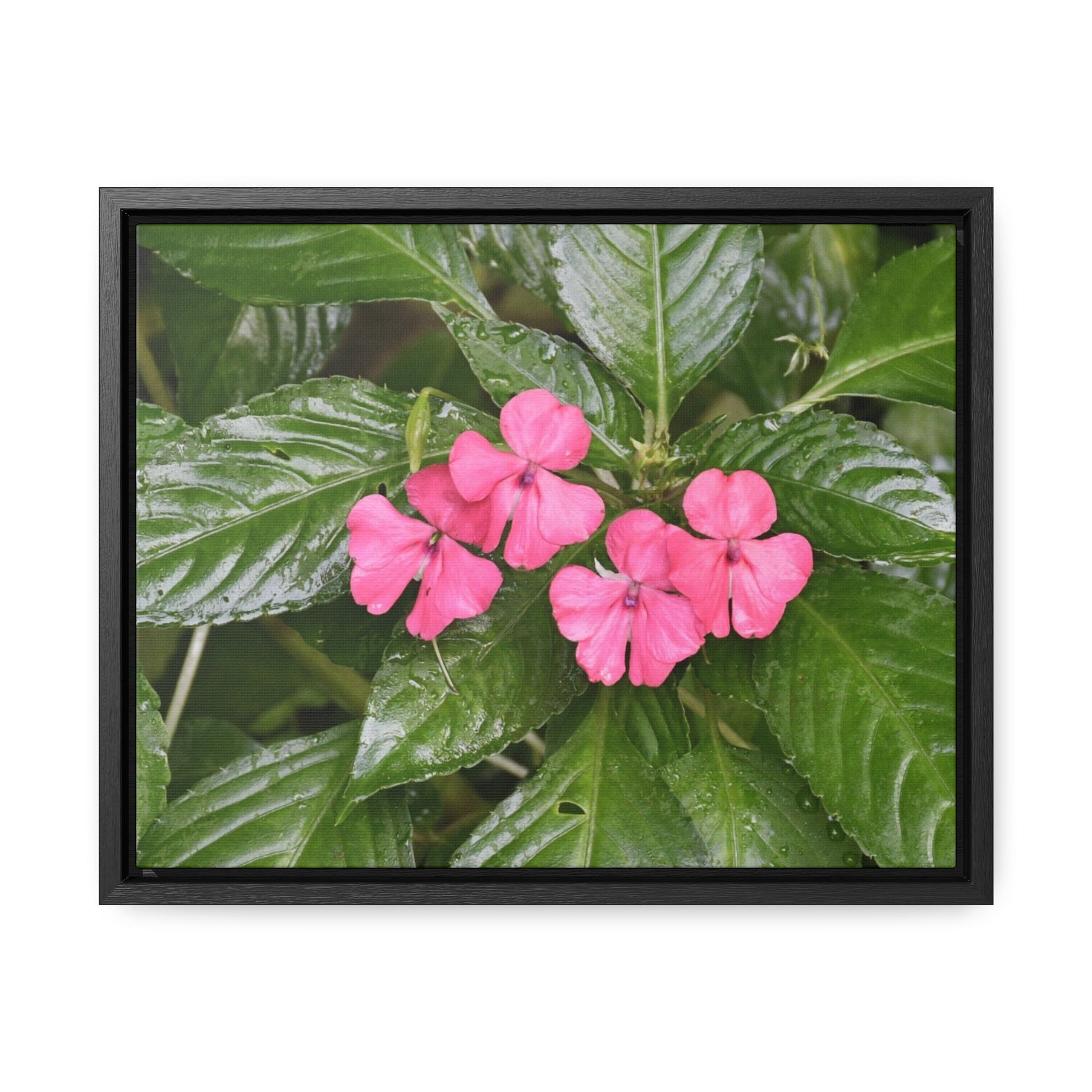Rainforest Trails & Views - Gallery Canvas Wraps, Horizontal Frame - El Yunque National Forest - Rio Sabana Lovely Miramelinda flower - Green Forest Home