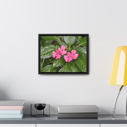 Rainforest Trails & Views - Gallery Canvas Wraps, Horizontal Frame - El Yunque National Forest - Rio Sabana Lovely Miramelinda flower - Green Forest Home