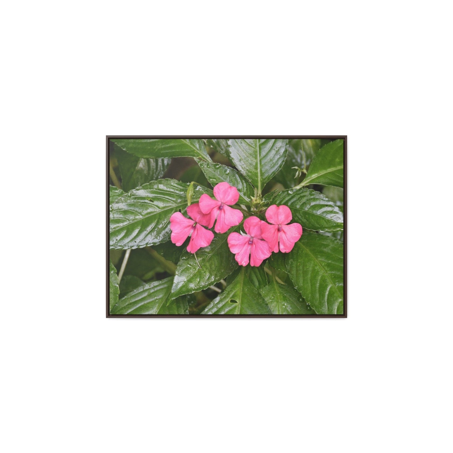 Rainforest Trails & Views - Gallery Canvas Wraps, Horizontal Frame - El Yunque National Forest - Rio Sabana Lovely Miramelinda flower - Green Forest Home