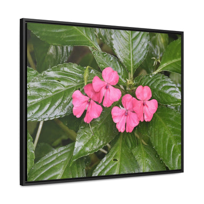 Rainforest Trails & Views - Gallery Canvas Wraps, Horizontal Frame - El Yunque National Forest - Rio Sabana Lovely Miramelinda flower - Green Forest Home