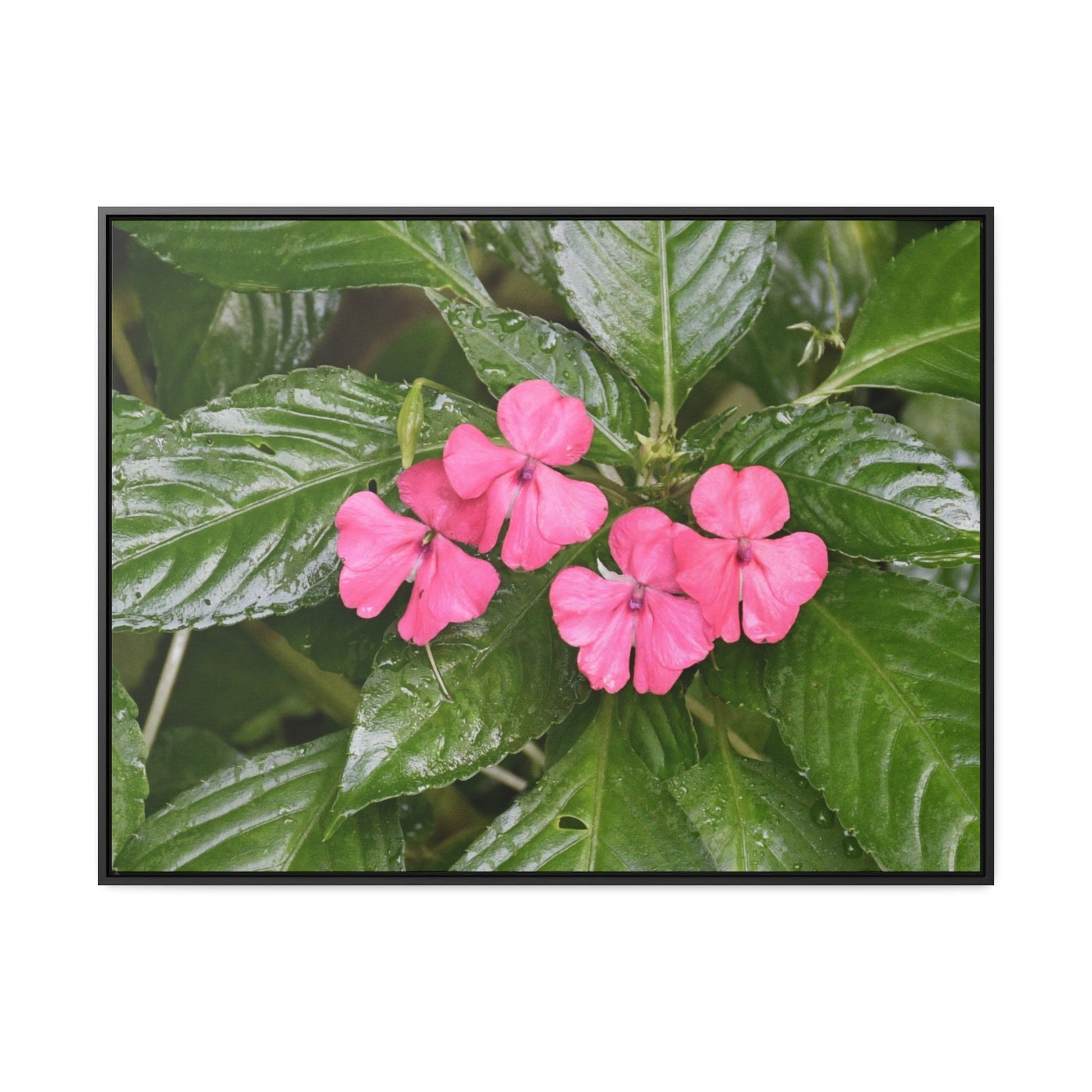 Rainforest Trails & Views - Gallery Canvas Wraps, Horizontal Frame - El Yunque National Forest - Rio Sabana Lovely Miramelinda flower - Green Forest Home