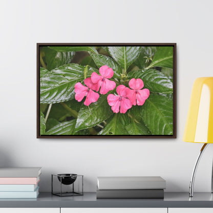 Rainforest Trails & Views - Gallery Canvas Wraps, Horizontal Frame - El Yunque National Forest - Rio Sabana Lovely Miramelinda flower - Green Forest Home