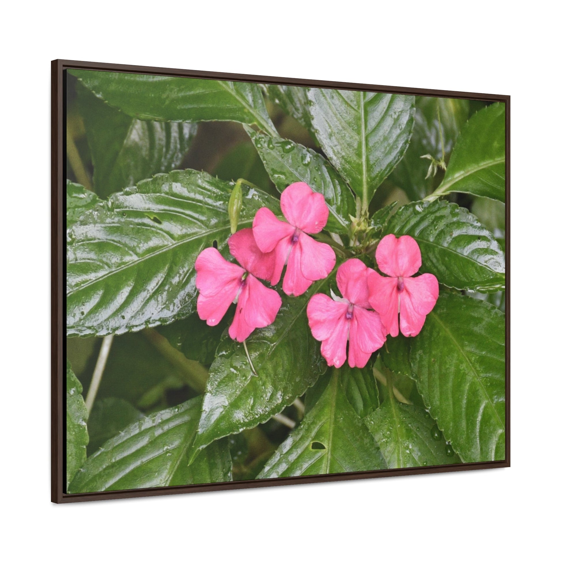 Rainforest Trails & Views - Gallery Canvas Wraps, Horizontal Frame - El Yunque National Forest - Rio Sabana Lovely Miramelinda flower - Green Forest Home