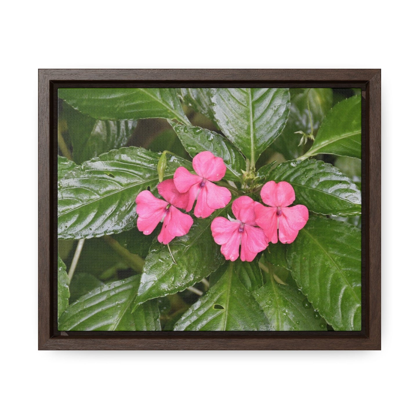 Rainforest Trails & Views - Gallery Canvas Wraps, Horizontal Frame - El Yunque National Forest - Rio Sabana Lovely Miramelinda flower - Green Forest Home