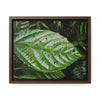 Rainforest Trails & Views - Gallery Canvas Wraps, Horizontal Frame - El Yunque National Forest - Rio Sabana road - Ortiga corrosive plant leaf - Green Forest Home