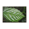 Rainforest Trails & Views - Gallery Canvas Wraps, Horizontal Frame - El Yunque National Forest - Rio Sabana road - Ortiga corrosive plant leaf - Green Forest Home