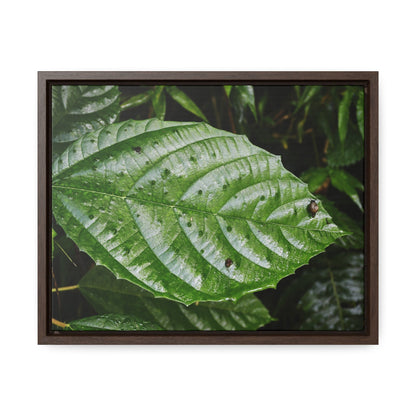 Rainforest Trails & Views - Gallery Canvas Wraps, Horizontal Frame - El Yunque National Forest - Rio Sabana road - Ortiga corrosive plant leaf - Green Forest Home