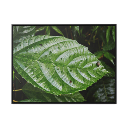 Rainforest Trails & Views - Gallery Canvas Wraps, Horizontal Frame - El Yunque National Forest - Rio Sabana road - Ortiga corrosive plant leaf - Green Forest Home