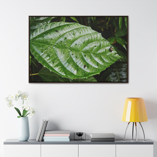 Rainforest Trails & Views - Gallery Canvas Wraps, Horizontal Frame - El Yunque National Forest - Rio Sabana road - Ortiga corrosive plant leaf - Green Forest Home