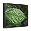 Rainforest Trails & Views - Gallery Canvas Wraps, Horizontal Frame - El Yunque National Forest - Rio Sabana road - Ortiga corrosive plant leaf - Green Forest Home