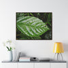 Rainforest Trails & Views - Gallery Canvas Wraps, Horizontal Frame - El Yunque National Forest - Rio Sabana road - Ortiga corrosive plant leaf - Green Forest Home
