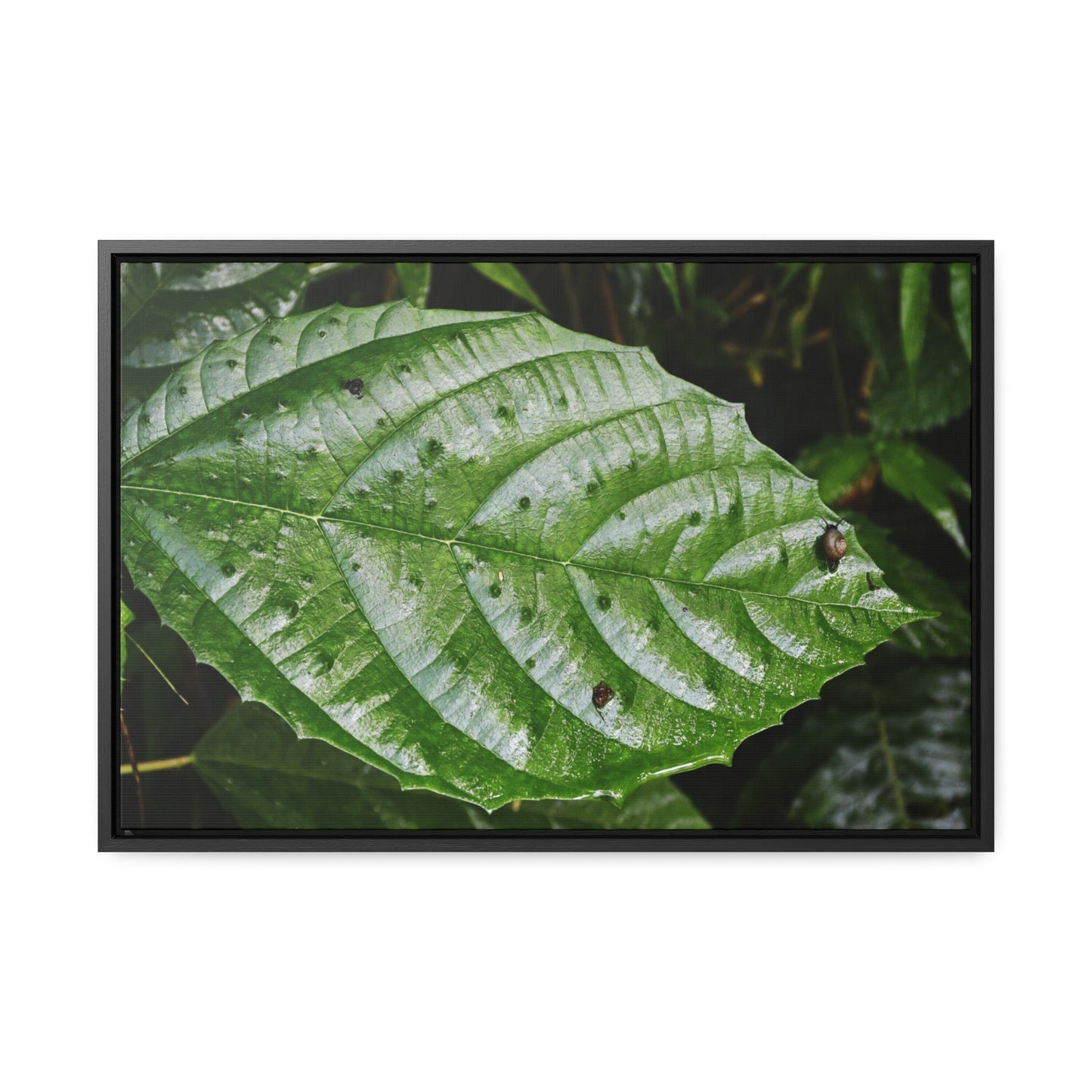 Rainforest Trails & Views - Gallery Canvas Wraps, Horizontal Frame - El Yunque National Forest - Rio Sabana road - Ortiga corrosive plant leaf - Green Forest Home