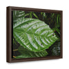 Rainforest Trails & Views - Gallery Canvas Wraps, Horizontal Frame - El Yunque National Forest - Rio Sabana road - Ortiga corrosive plant leaf - Green Forest Home