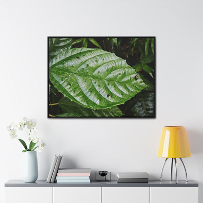 Rainforest Trails & Views - Gallery Canvas Wraps, Horizontal Frame - El Yunque National Forest - Rio Sabana road - Ortiga corrosive plant leaf - Green Forest Home