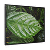 Rainforest Trails & Views - Gallery Canvas Wraps, Horizontal Frame - El Yunque National Forest - Rio Sabana road - Ortiga corrosive plant leaf - Green Forest Home