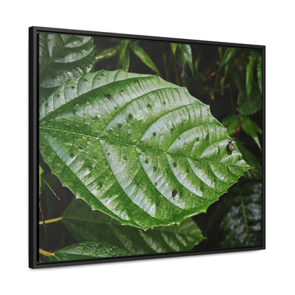 Rainforest Trails & Views - Gallery Canvas Wraps, Horizontal Frame - El Yunque National Forest - Rio Sabana road - Ortiga corrosive plant leaf - Green Forest Home