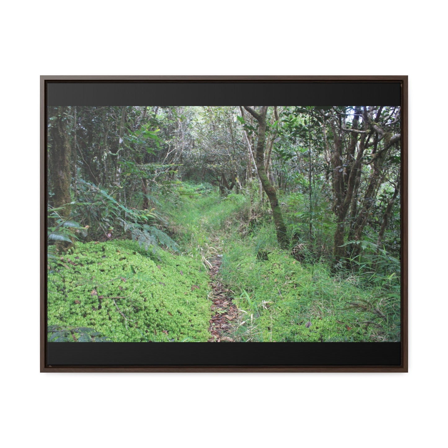 Rainforest Trails & Views - Gallery Canvas Wraps, Horizontal Frame - El Yunque National Forest - Tradewinds trail - cloud forest - Green Forest Home