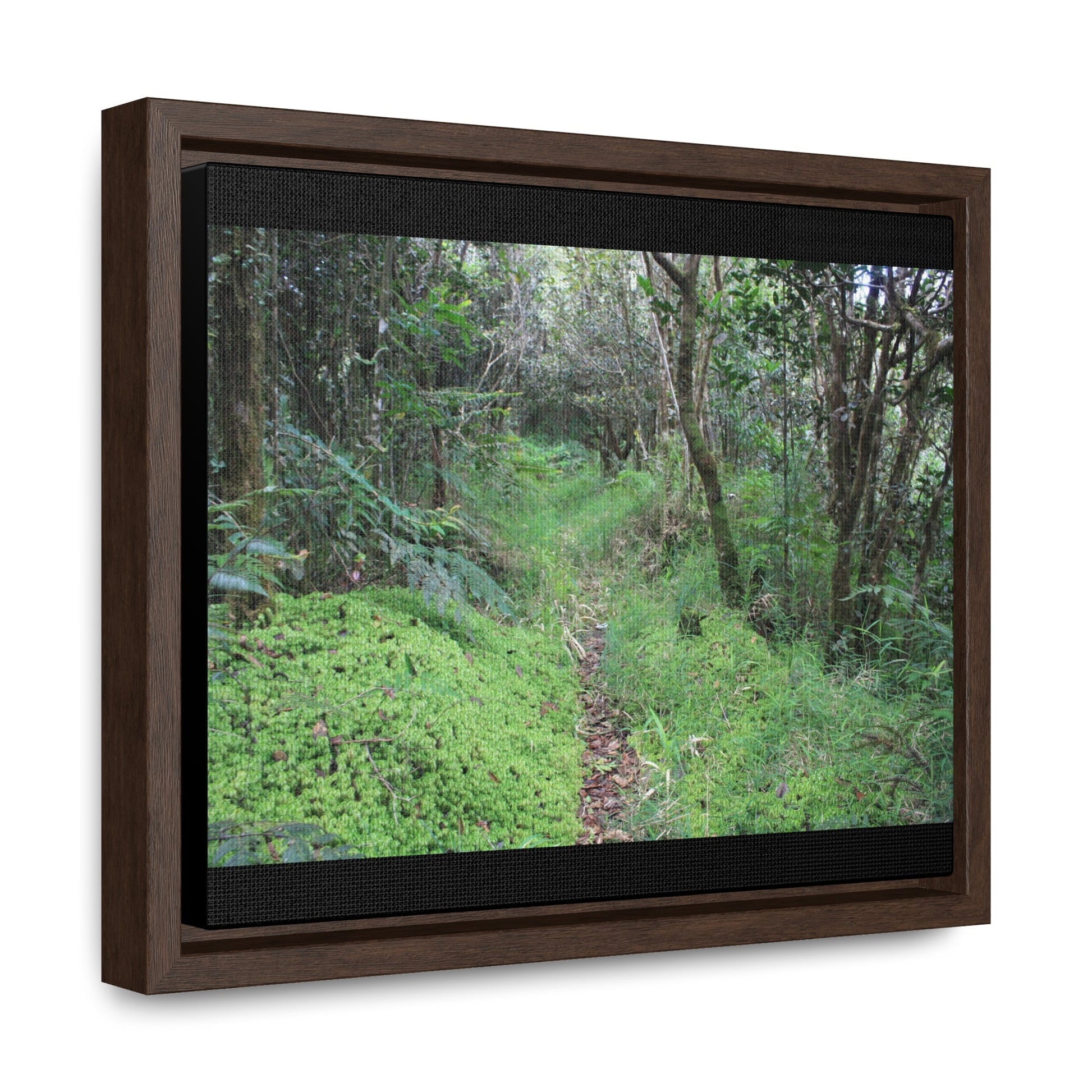 Rainforest Trails & Views - Gallery Canvas Wraps, Horizontal Frame - El Yunque National Forest - Tradewinds trail - cloud forest - Green Forest Home