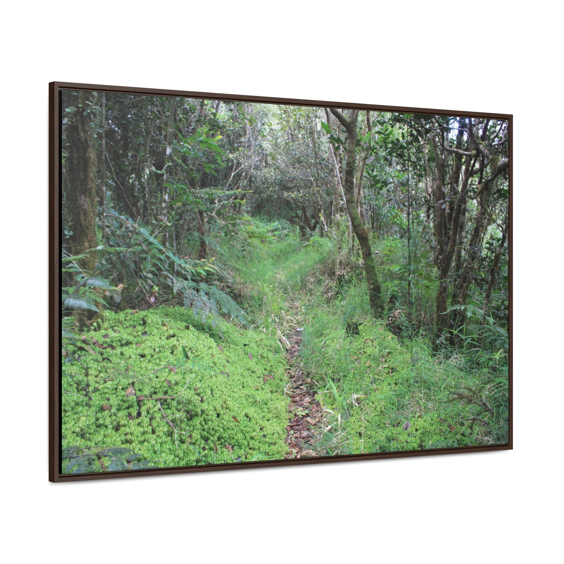 Rainforest Trails & Views - Gallery Canvas Wraps, Horizontal Frame - El Yunque National Forest - Tradewinds trail - cloud forest - Green Forest Home
