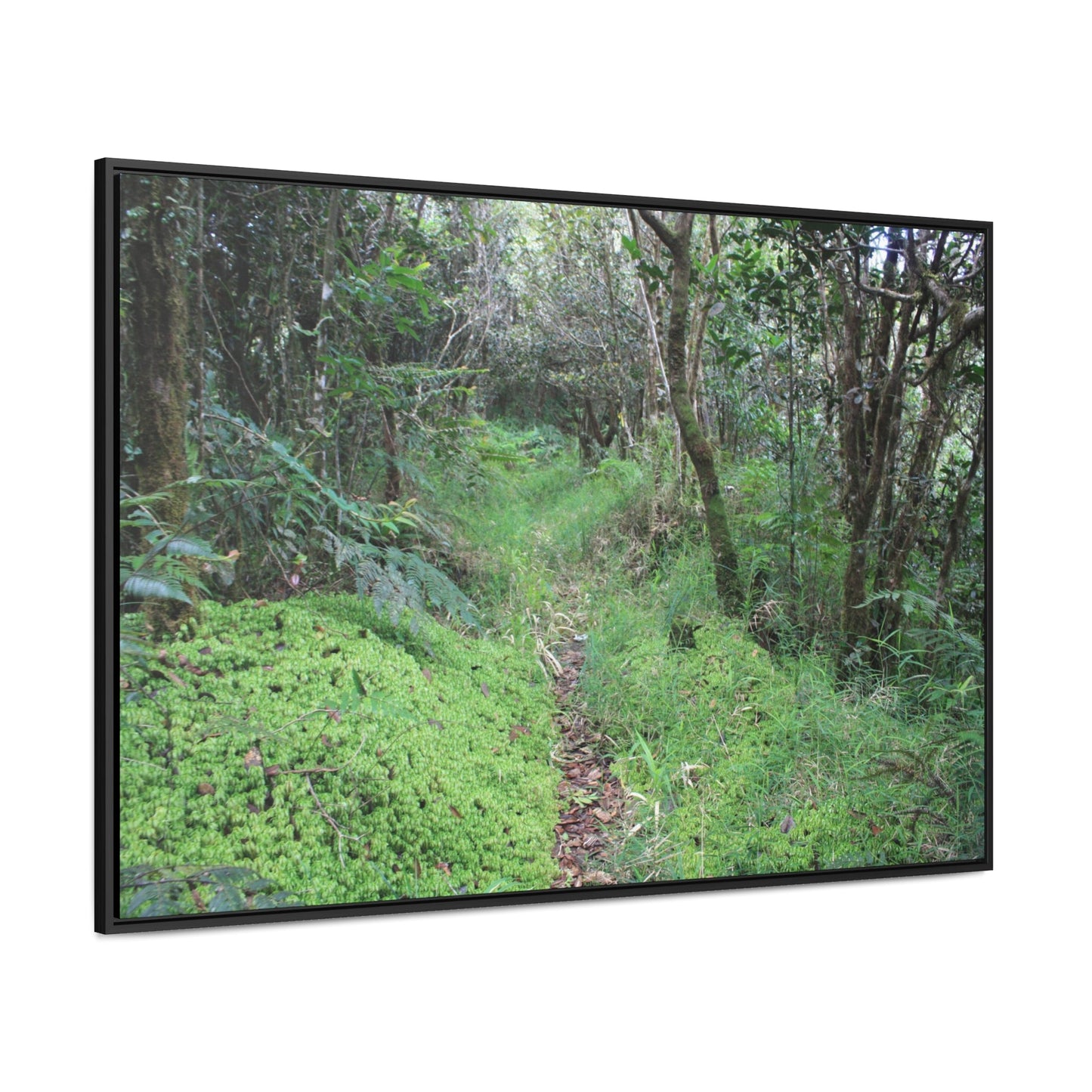 Rainforest Trails & Views - Gallery Canvas Wraps, Horizontal Frame - El Yunque National Forest - Tradewinds trail - cloud forest - Green Forest Home
