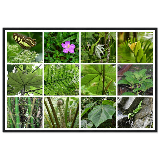Rainforest Trails & Views - Horizontal Frame - El Yunque National Forest - Puerto Rico -Premium Matte Paper Wooden Framed Poster - 12 high-resolution Nikon Prints - Fauna of the forest - leaves etc - Green Forest Home
