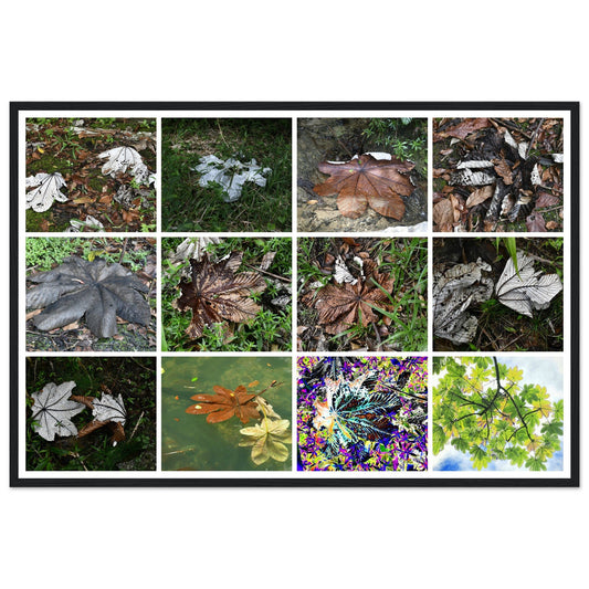 Rainforest Trails & Views - Horizontal Frame - El Yunque National Forest - Puerto Rico -Premium Matte Paper Wooden Framed Poster - 12 high-resolution Nikon Prints - The amazing leafs of the Yagrumo tree - in decomposition etc. - Green Forest Home