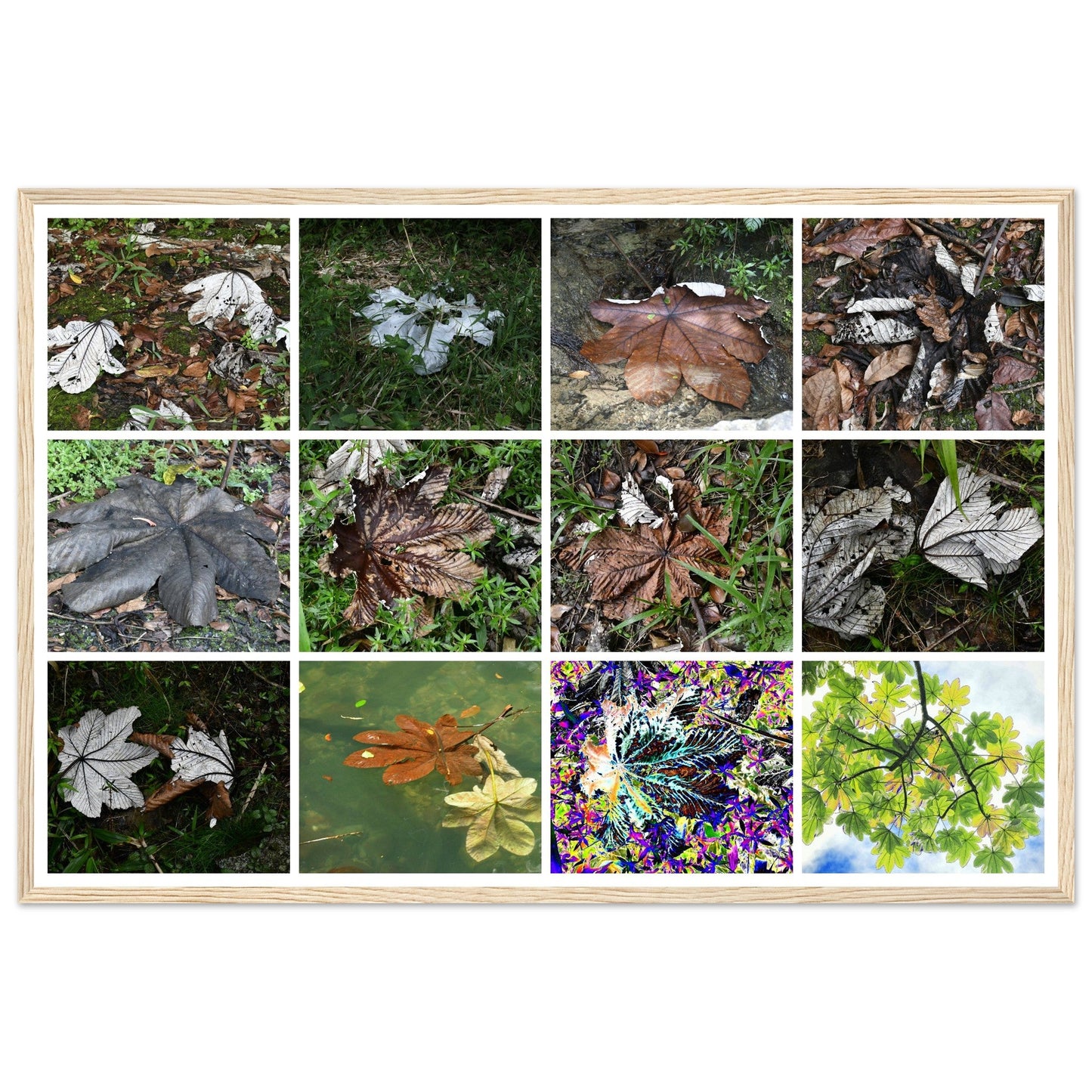 Rainforest Trails & Views - Horizontal Frame - El Yunque National Forest - Puerto Rico -Premium Matte Paper Wooden Framed Poster - 12 high-resolution Nikon Prints - The amazing leafs of the Yagrumo tree - in decomposition etc. - Green Forest Home
