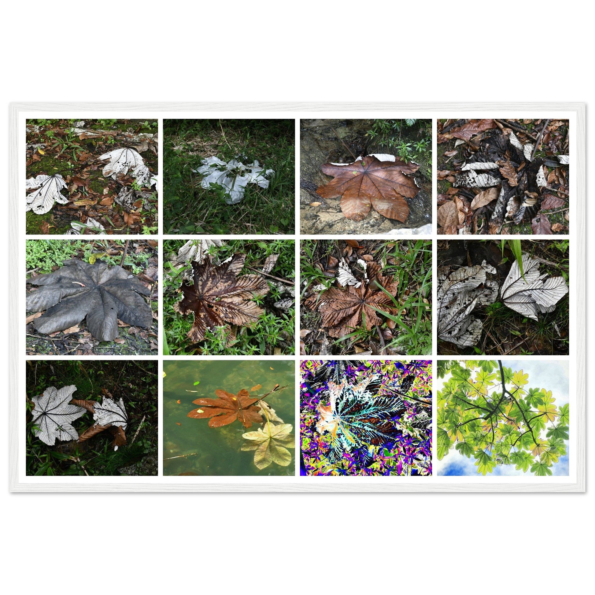Rainforest Trails & Views - Horizontal Frame - El Yunque National Forest - Puerto Rico -Premium Matte Paper Wooden Framed Poster - 12 high-resolution Nikon Prints - The amazing leafs of the Yagrumo tree - in decomposition etc. - Green Forest Home