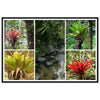 Rainforest Trails & Views - Horizontal Frame - El Yunque National Forest - Puerto Rico - Premium Matte Paper Wooden Framed Poster - 5 high-resolution Nikon Prints - Bromeliads - Green Forest Home