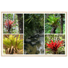 Rainforest Trails & Views - Horizontal Frame - El Yunque National Forest - Puerto Rico - Premium Matte Paper Wooden Framed Poster - 5 high-resolution Nikon Prints - Bromeliads - Green Forest Home