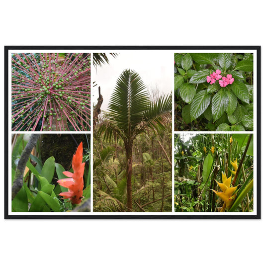 Rainforest Trails & Views - Horizontal Frame - El Yunque National Forest - Puerto Rico -Premium Matte Paper Wooden Framed Poster - 5 high-resolution Nikon Prints of El Yunque National Forest - Green Forest Home
