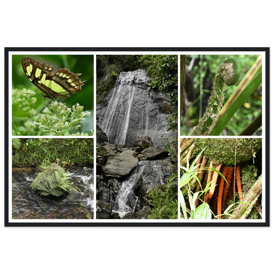 Rainforest Trails & Views - Horizontal Frame - El Yunque National Forest - Puerto Rico -Premium Matte Paper Wooden Framed Poster - 5 high-resolution Nikon Prints of El Yunque National Forest - La Coca falls, and other things of the forest - Green Forest Home