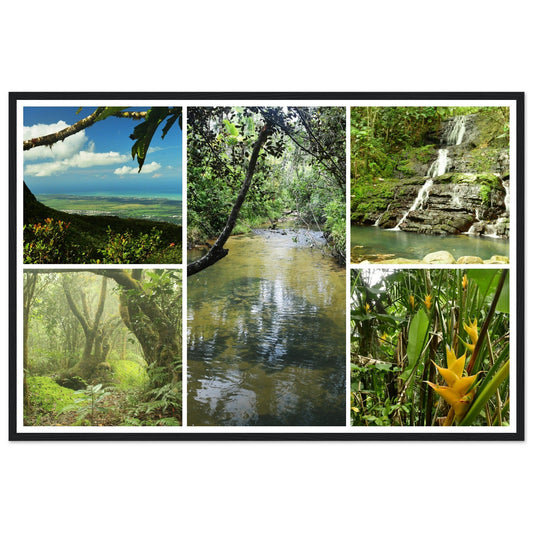 Rainforest Trails & Views - Horizontal Frame - El Yunque National Forest - Puerto Rico -Premium Matte Paper Wooden Framed Poster - 5 high-resolution Nikon Prints of El Yunque National Forest - Green Forest Home