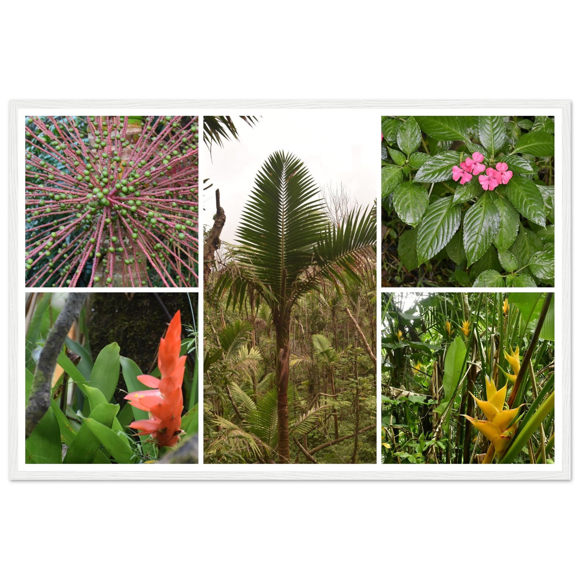 Rainforest Trails & Views - Horizontal Frame - El Yunque National Forest - Puerto Rico -Premium Matte Paper Wooden Framed Poster - 5 high-resolution Nikon Prints of El Yunque National Forest - Green Forest Home