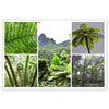 Rainforest Trails & Views - Horizontal Frame - El Yunque National Forest - Puerto Rico -Premium Matte Paper Wooden Framed Poster - 5 high-resolution Nikon Prints of El Yunque National Forest - The sierra palm and fern palms - Green Forest Home