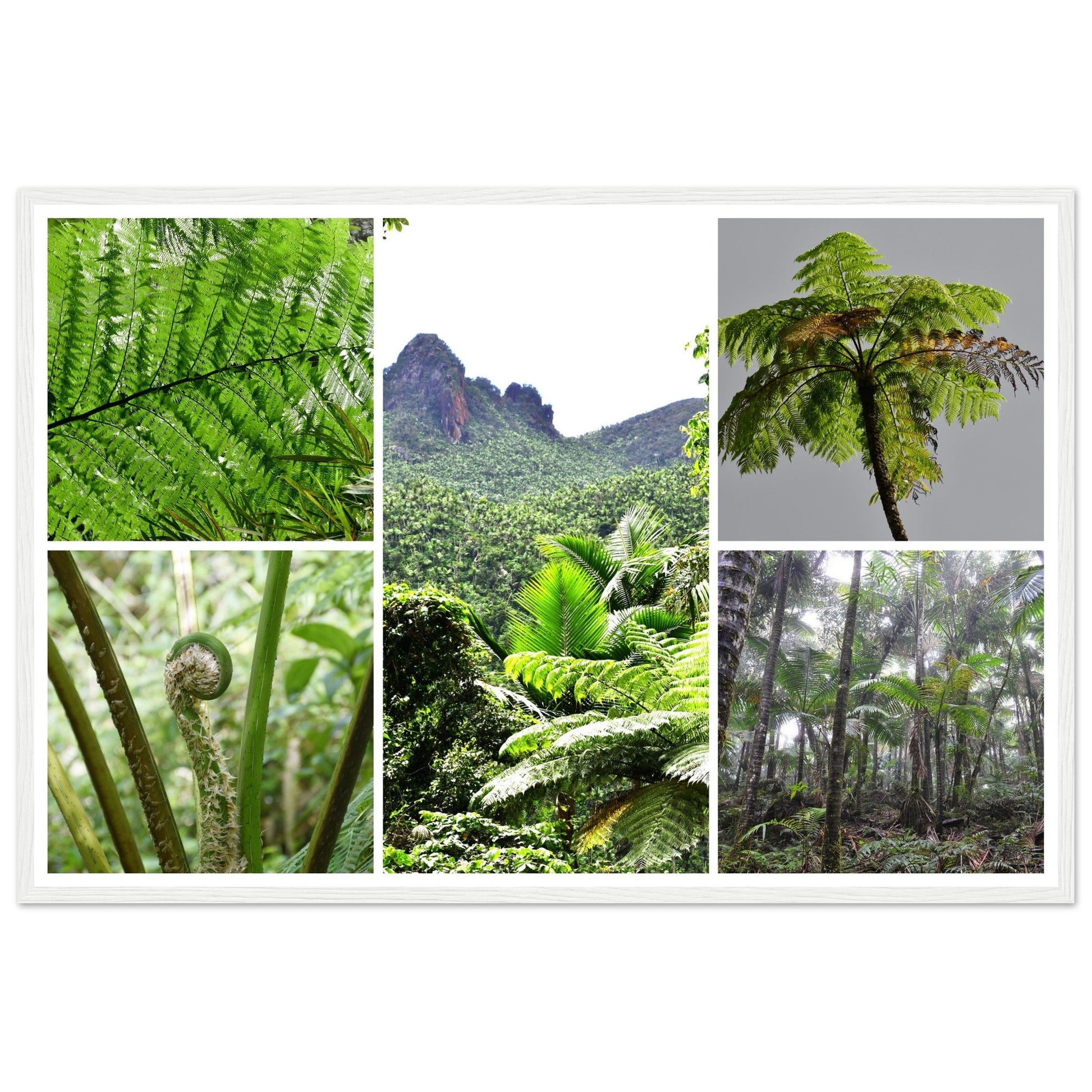 Rainforest Trails & Views - Horizontal Frame - El Yunque National Forest - Puerto Rico -Premium Matte Paper Wooden Framed Poster - 5 high-resolution Nikon Prints of El Yunque National Forest - The sierra palm and fern palms - Green Forest Home