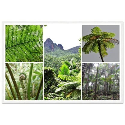 Rainforest Trails & Views - Horizontal Frame - El Yunque National Forest - Puerto Rico -Premium Matte Paper Wooden Framed Poster - 5 high-resolution Nikon Prints of El Yunque National Forest - The sierra palm and fern palms - Green Forest Home