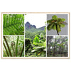 Rainforest Trails & Views - Horizontal Frame - El Yunque National Forest - Puerto Rico -Premium Matte Paper Wooden Framed Poster - 5 high-resolution Nikon Prints of El Yunque National Forest - The sierra palm and fern palms - Green Forest Home