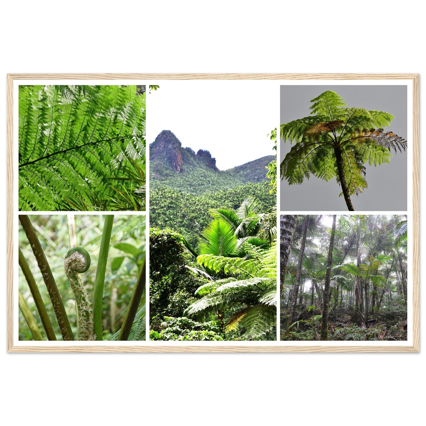 Rainforest Trails & Views - Horizontal Frame - El Yunque National Forest - Puerto Rico -Premium Matte Paper Wooden Framed Poster - 5 high-resolution Nikon Prints of El Yunque National Forest - The sierra palm and fern palms - Green Forest Home