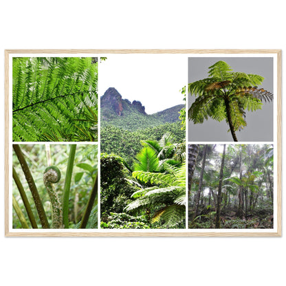 Rainforest Trails & Views - Horizontal Frame - El Yunque National Forest - Puerto Rico -Premium Matte Paper Wooden Framed Poster - 5 high-resolution Nikon Prints of El Yunque National Forest - The sierra palm and fern palms - Green Forest Home