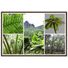 Rainforest Trails & Views - Horizontal Frame - El Yunque National Forest - Puerto Rico -Premium Matte Paper Wooden Framed Poster - 5 high-resolution Nikon Prints of El Yunque National Forest - The sierra palm and fern palms - Green Forest Home