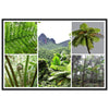 Rainforest Trails & Views - Horizontal Frame - El Yunque National Forest - Puerto Rico -Premium Matte Paper Wooden Framed Poster - 5 high-resolution Nikon Prints of El Yunque National Forest - The sierra palm and fern palms - Green Forest Home