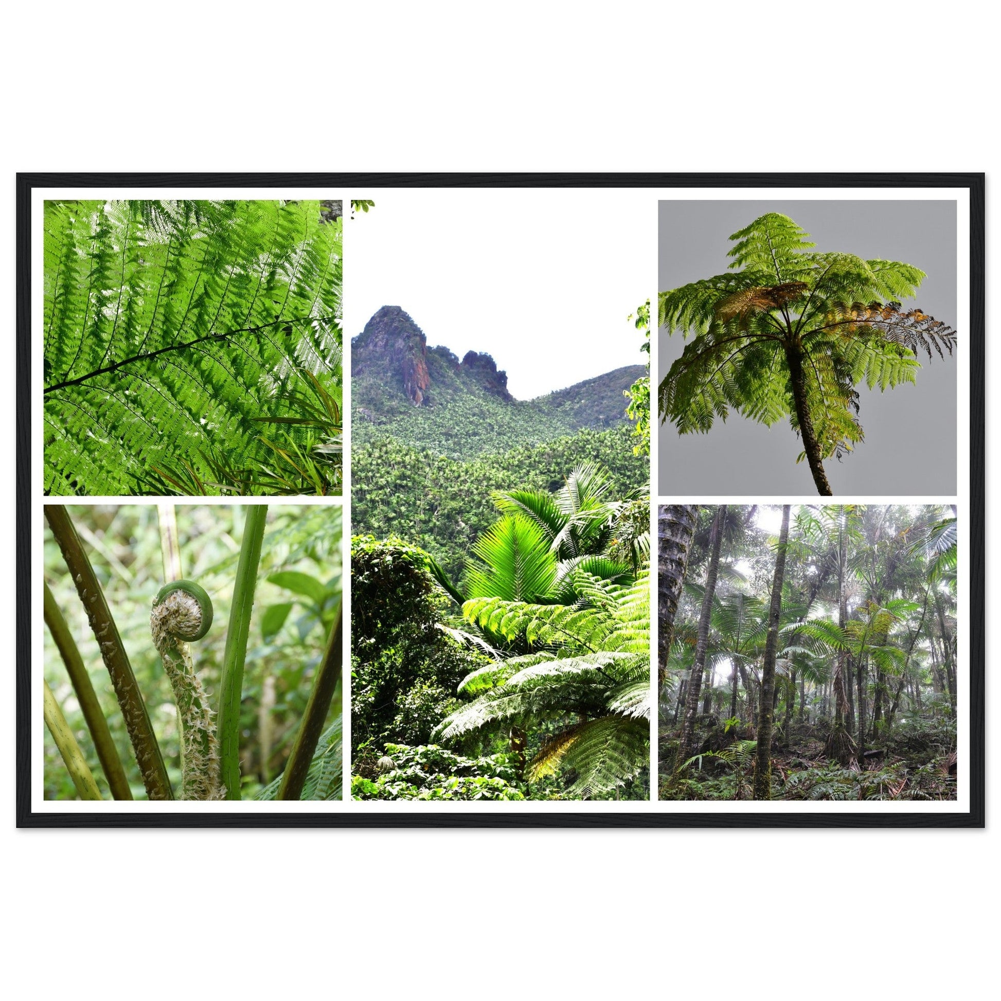Rainforest Trails & Views - Horizontal Frame - El Yunque National Forest - Puerto Rico -Premium Matte Paper Wooden Framed Poster - 5 high-resolution Nikon Prints of El Yunque National Forest - The sierra palm and fern palms - Green Forest Home