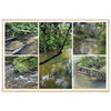 Rainforest Trails & Views - Horizontal Frame - El Yunque National Forest - Puerto Rico - Premium Matte Paper Wooden Framed Poster - 5 high-resolution Nikon Prints - of the Pristine upper Rio Sabana - Green Forest Home