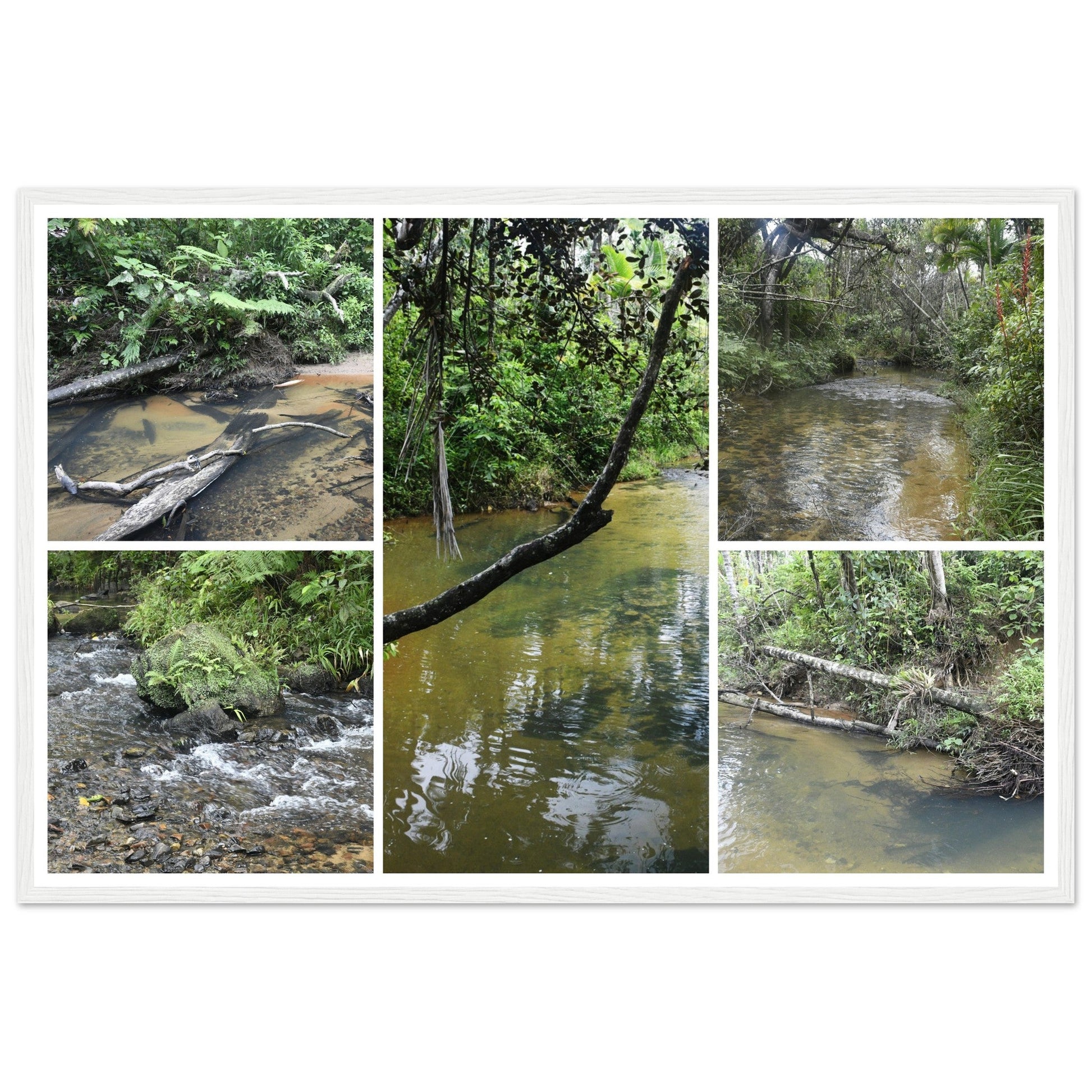 Rainforest Trails & Views - Horizontal Frame - El Yunque National Forest - Puerto Rico - Premium Matte Paper Wooden Framed Poster - 5 high-resolution Nikon Prints - of the Pristine upper Rio Sabana - Green Forest Home