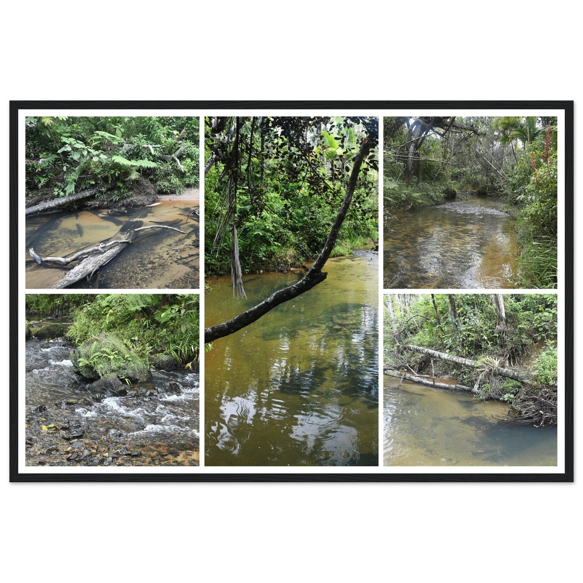 Rainforest Trails & Views - Horizontal Frame - El Yunque National Forest - Puerto Rico - Premium Matte Paper Wooden Framed Poster - 5 high-resolution Nikon Prints - of the Pristine upper Rio Sabana - Green Forest Home