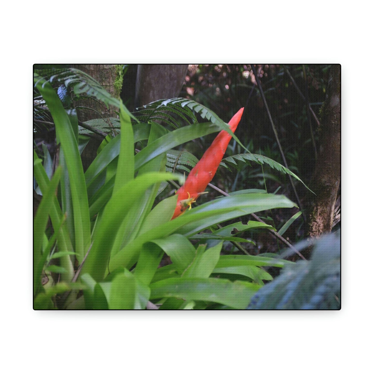SMALL Canvas Gallery Wraps - Made in USA - Bromeliad in flower in El Yunque rainforest PR - Green Forest Home