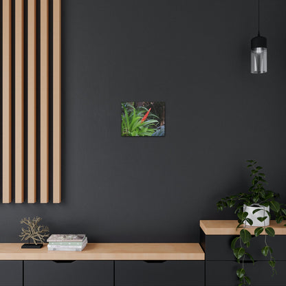 SMALL Canvas Gallery Wraps - Made in USA - Bromeliad in flower in El Yunque rainforest PR - Green Forest Home