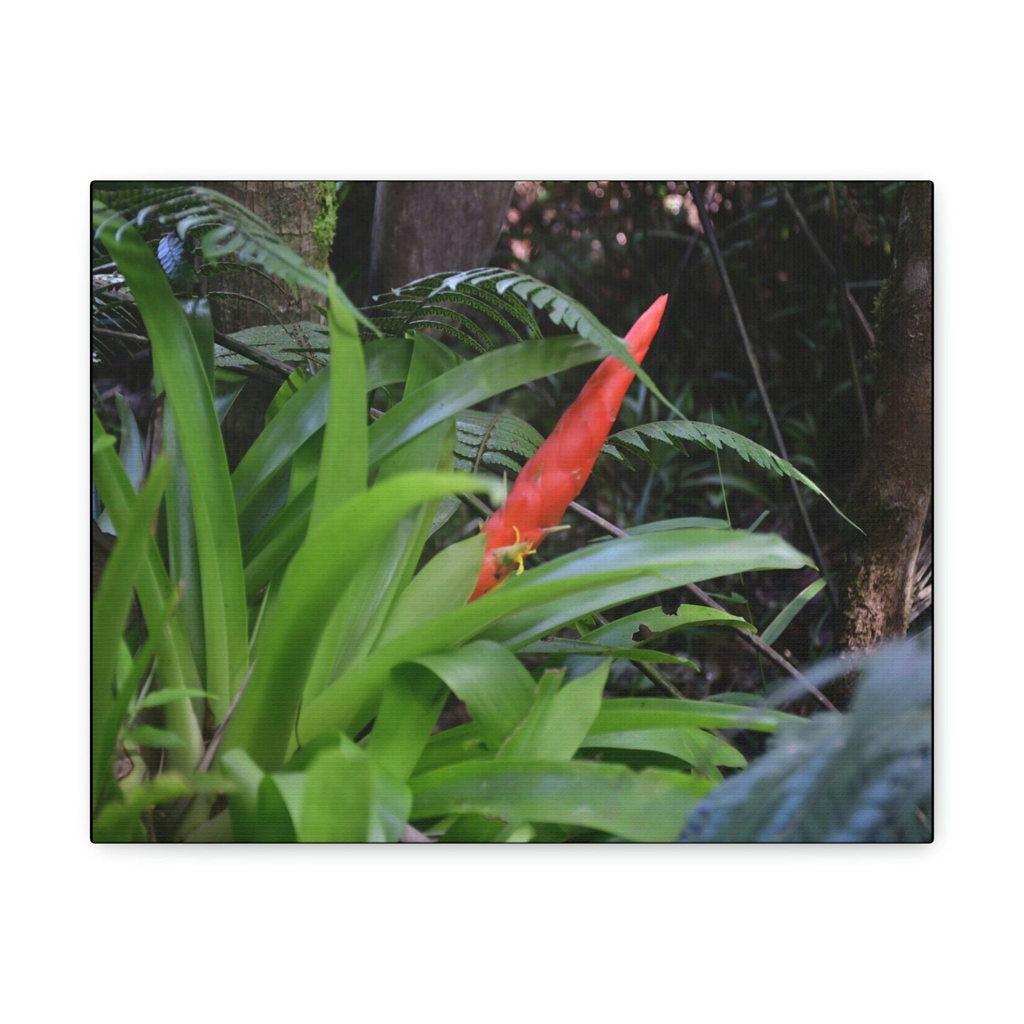 SMALL Canvas Gallery Wraps - Made in USA - Bromeliad in flower in El Yunque rainforest PR - Green Forest Home